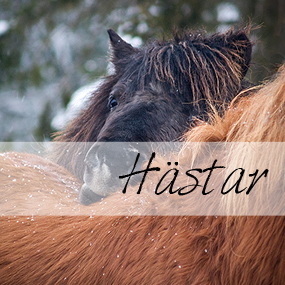 hastar