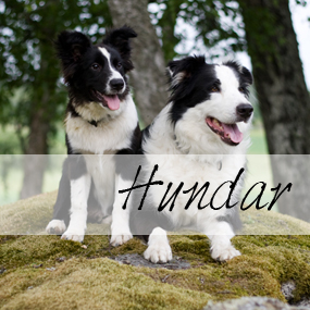 hundar