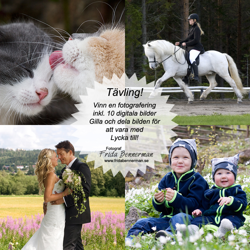 tavling